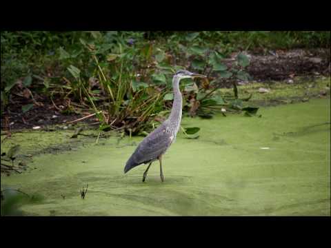 Great Blue Heron at Arnold Arboretum