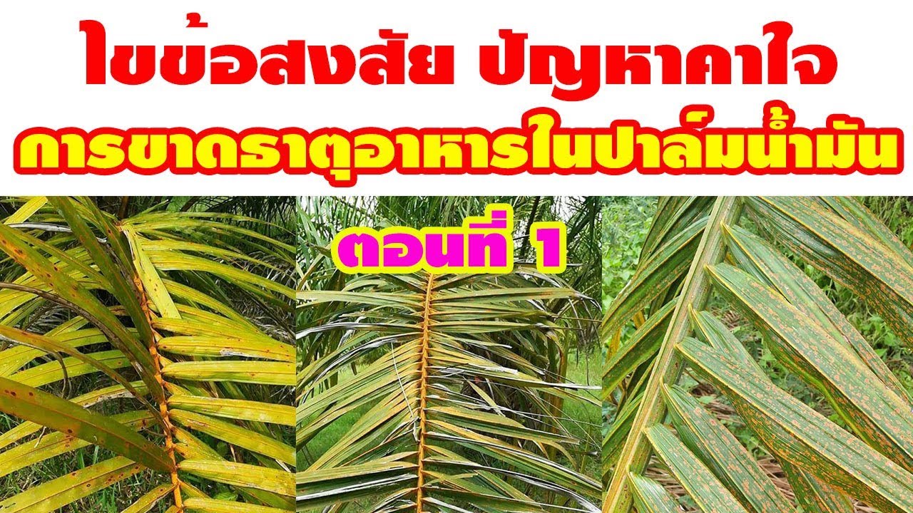 การขาดธาตุอาหารในปาล์มน้ำมันและวิธีแก้ปัญหา ตอนที่ 1