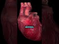 Omega 3 fatty acid for Healthy Heart