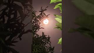 AvesTravel#2025 #fullmoon #august #grasshooper#solo #life #exploremore #energy #love #fyp #moon #🧚