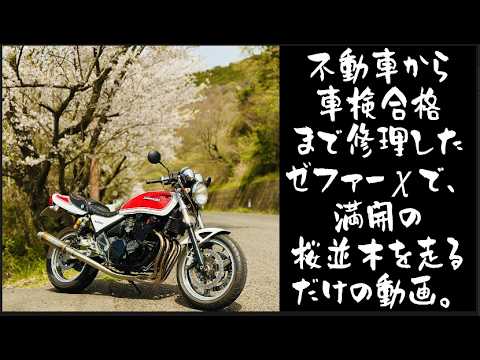 ゼファーχ 10thアニバーサリー　車検ほぼ満タン！ モトブログ】車検に合格したゼファーχで、満開のさくらを求めてお