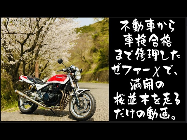モトブログ】車検に合格したゼファーχで、満開のさくらを求めてお