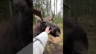 Friendly Moose Snacks on Carrots From Hands