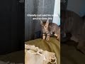 Funny cute animals 😂😺 Try not to laugh 🤣 #cat #funnycats #ytshorts #trending #cuteanimals #shorts