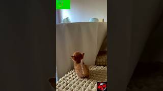Funniest Animal Fails & Moments 😂🐾 #funny #entertainingclips #hilariousfails
