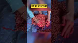 चना का बीजउपचार ||chanasyngenta farming agriculture shorts viralindia