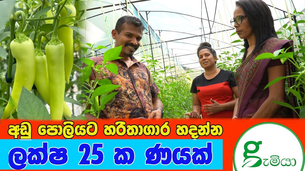 wow - හරිතාගාර වගාවට අඩු පොලියට ලක්ෂ ගනන් loan ගන්න. Green house