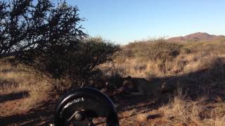 kalahari 2 male lions