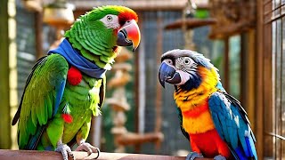 Talking and Hand-Tame Exotic Rare Parrots