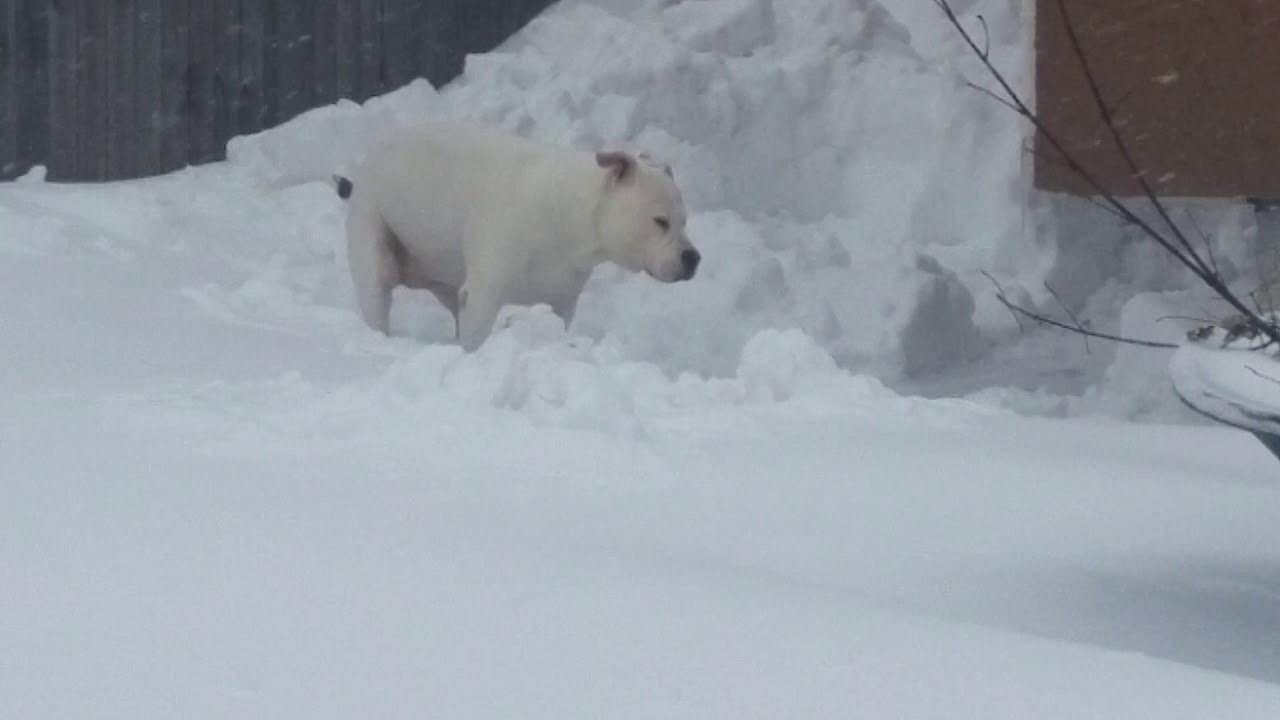 2018 April snow storm(7) YouTube