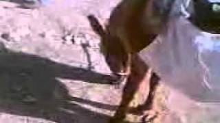 Eşek anırması.3gp
