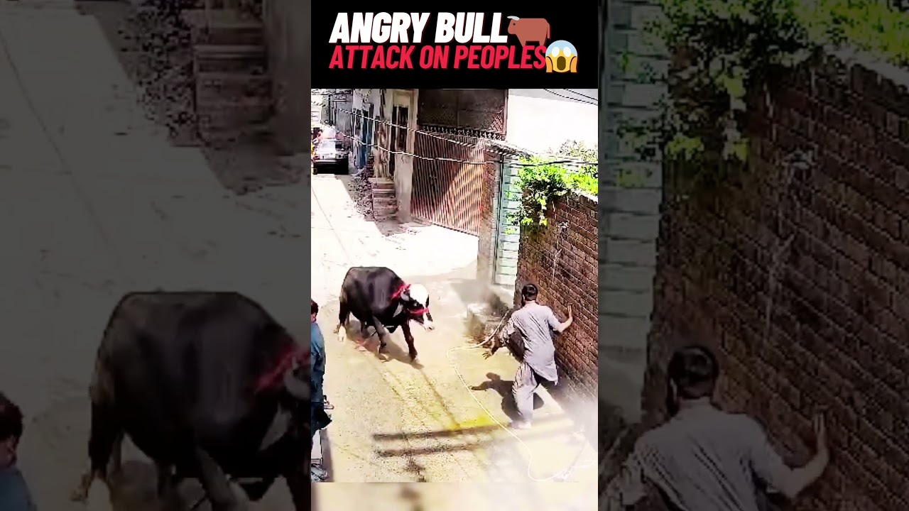 Angry Bull Attack on Peoples | Shocking CCTV & Mobile Video | Caught on Camera 😱