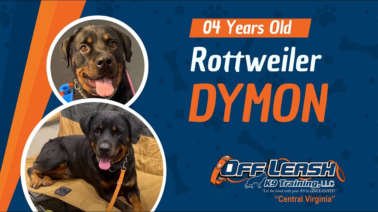 (Dymon) 4YO Rottweiler Dog Training Richmond, VA YouTube