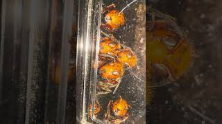 Giant hornets are watching me #Shorts #gianthornet