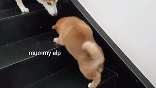 Kenzo Climbing The Stairs For The 1St Time