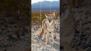 Bending the Rule of Thirds in Adobe Illustrator | Arizona Desert