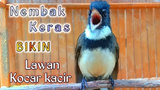 Tembakan keras bikin lawan kocar kacir khas sikatan kipas ngamuk