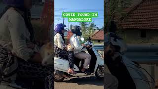 Cutest Thing Youll See Today Dog Enjoying A Ride