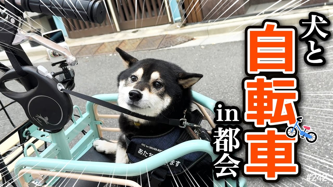 ペットと一緒にサイクリング！安定性バッチリな自転車用ペットシート