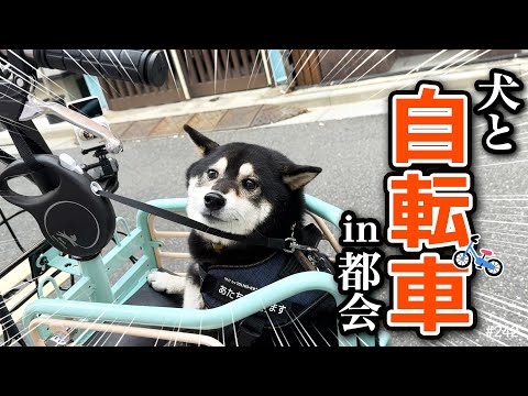 I test rode a dog-friendly bike and it was a disaster. - YouTube