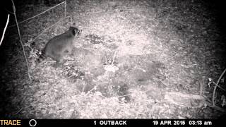Moultrie Trace Premise   Nite Vision  Coon & Possum