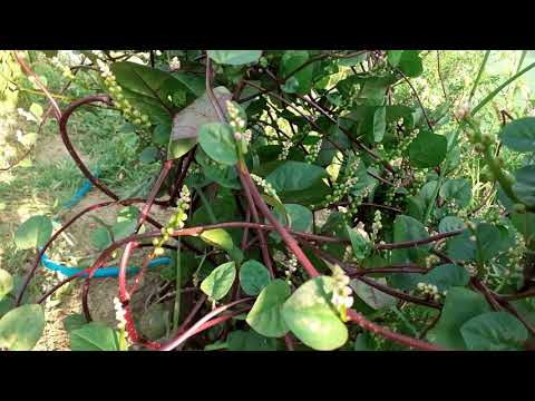 Video: Malabar spanać Biljke - Kako uzgajati Malabar spanać