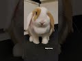 6 month old rabbit #cute #kawaii #bunny #minilop #Rabbit #うさぎ