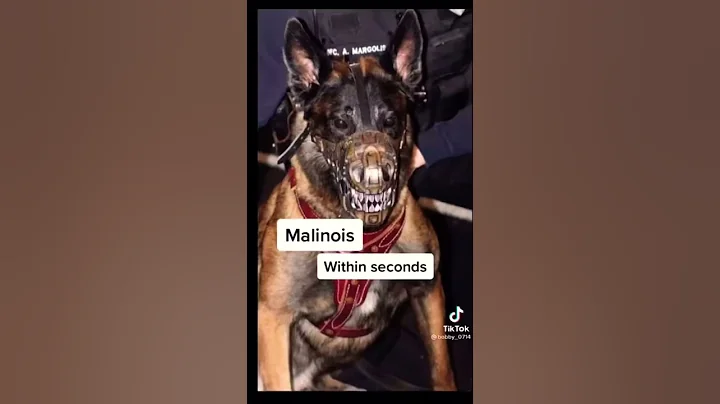 Top 5 dogs that can K!LL you!!#cavalierkingcharles#cavalierkingcharlesspaniel#cute#dog#puppy#spaniel