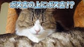 ネコ吉 ボス吉カレンダー21販売開始のお知らせ Youtube