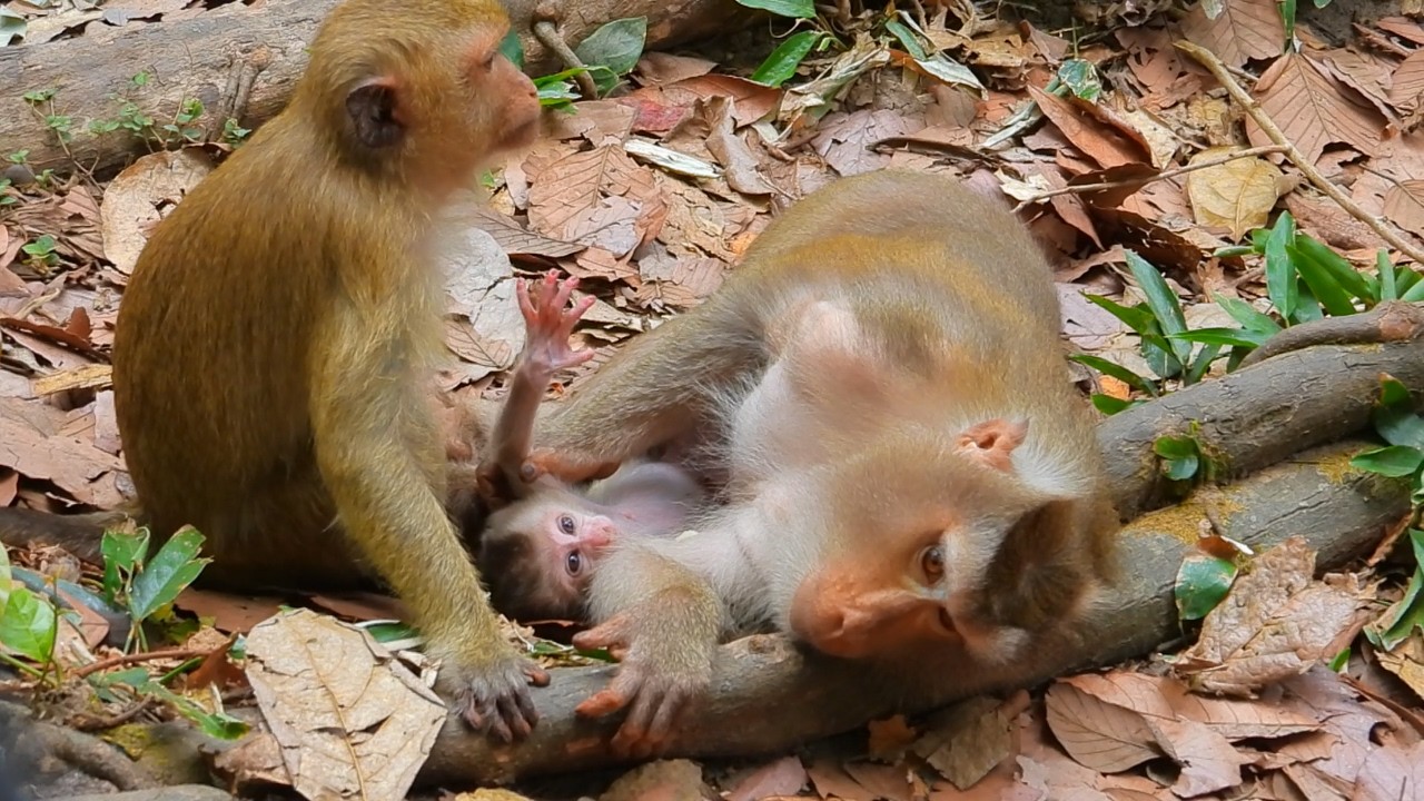 Look warm wave to Levy fans, joyfully nap with older Rainbow in happiness