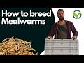 How to breed Mealworms, OFERA Insects™ Mealworm-Farm