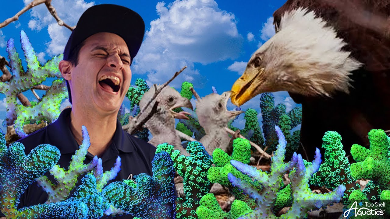 These Coral Need a Home!