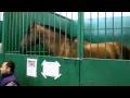 (2) Лошади в конюшне на ЭКВИРОС 2012 (720р HD!)