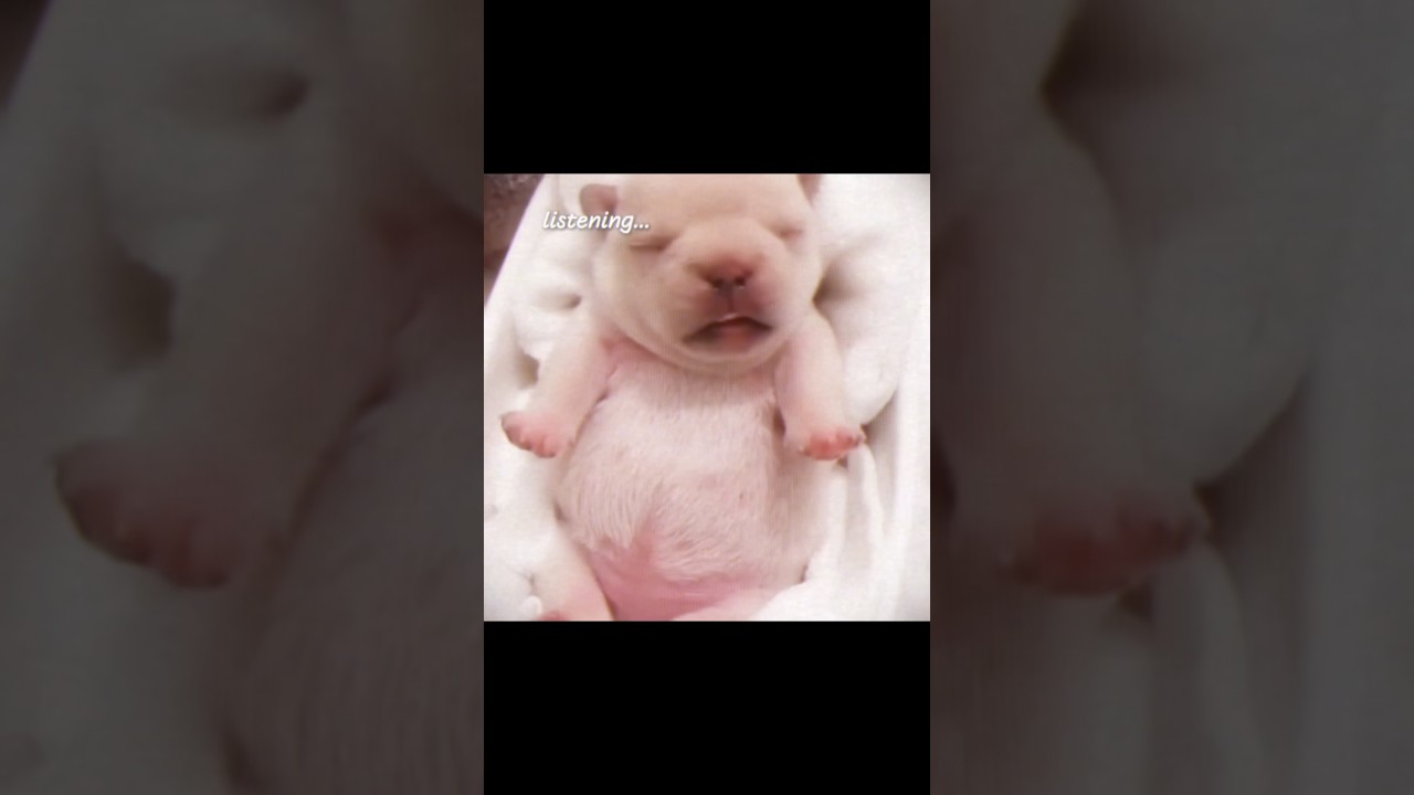rip pibble