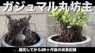 ガジュマル丸坊主に剪定して2ヶ月間の成長記録 Youtube