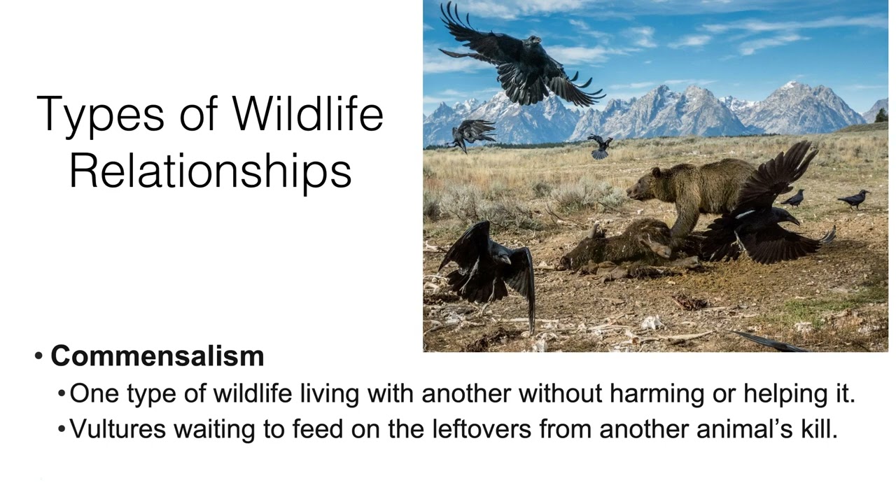 Wildlife Population Dynamics