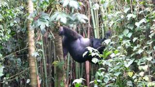 Silverback Gorilla tries to break wild Papaya Tree Virunga National Park, Rwanda