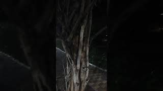 ghumnam hai koi #silent_coder #food #databaseadministration #coding #nature #sql
