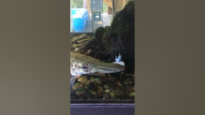Alligator gar bite force on tilapia