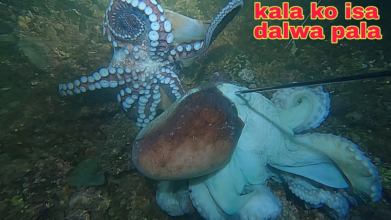ep 633 Dive2 malaking pugita kala ko isa dalwa pala