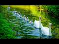 🦢 3 Minutes with Elegant Swan on Silent Water 🌸 Calm Mind, Stress Relief &amp; Deep Peace 💗