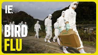 H5N1 - Bird Flu - Detected In U.S. Cattle And Poultry by Interesting Engineering 2,448 views 8 days ago 2 minutes, 17 seconds