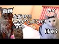 【猫ミーム】39歳独身男の毒親がお風呂屋で使った金を返せとクレーム入れてきた話＃猫マニ＃猫ミーム