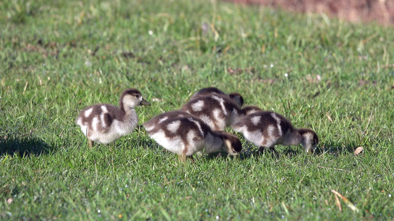 hornets font Egyptian goose (Alopochen aegyptiaca), Nilgans Paar mit Küken, Moseltal, Deutschland