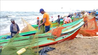 What's  Behind The Fish Cutting Place | Fishing Life Sri Lanka