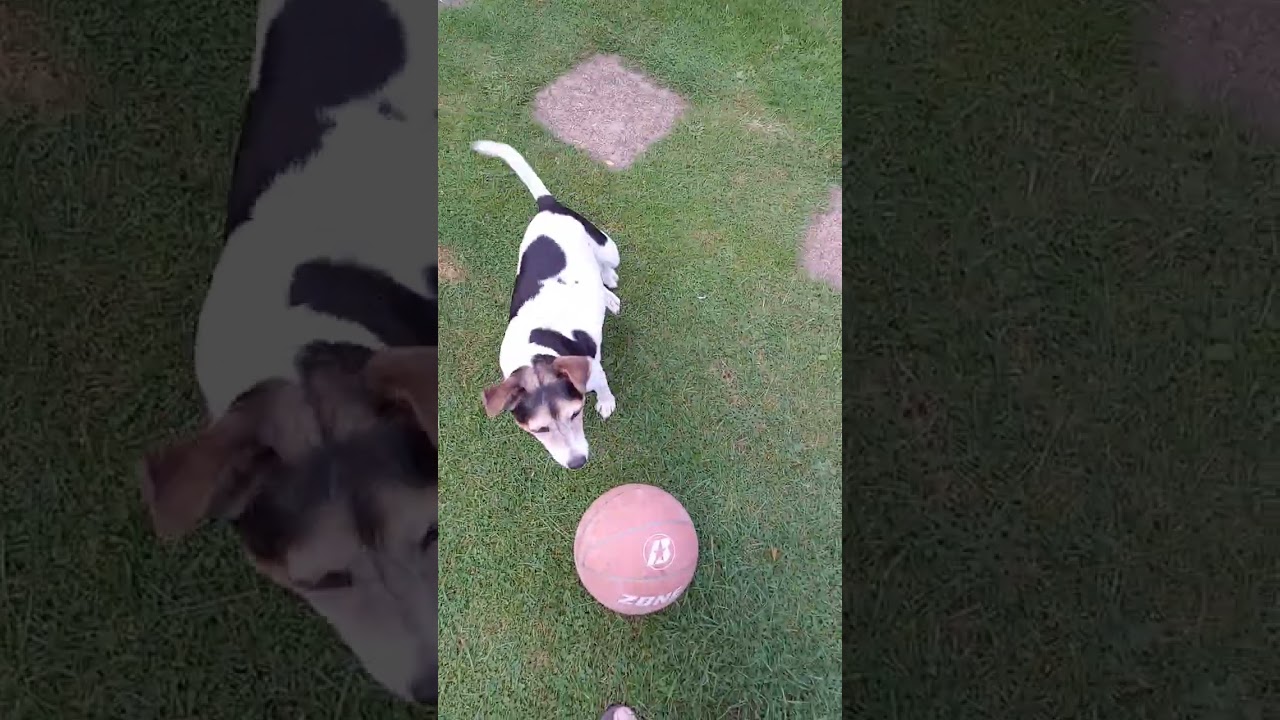 Millie  playing ball 22/08/23