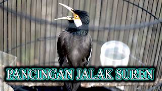 SUARA JALAK SUREN BIKIN JALAK GACOR KOAR KOAR