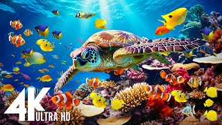 Aquarium 4K Video UHD(60fps) 🐠 Sea Animals With Relaxing Music - Rare & Colorful Sea Life Video