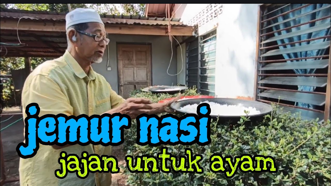 [Episod1635] edisi balik kampung. abah jemur nasi lebihan asrama untuk jajan ayam penelur.