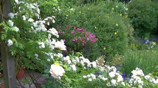 Roses In June